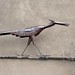Rusty the roadrunner